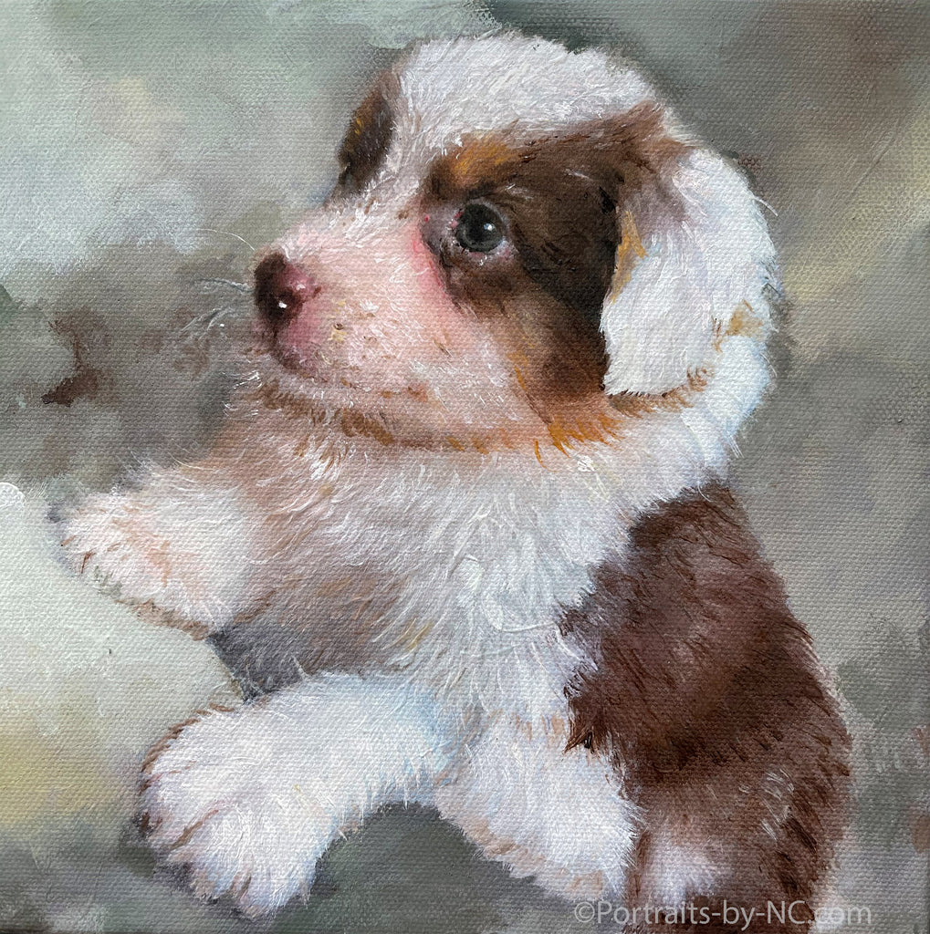 Australian Shepherd Puppy Portrait in Oil