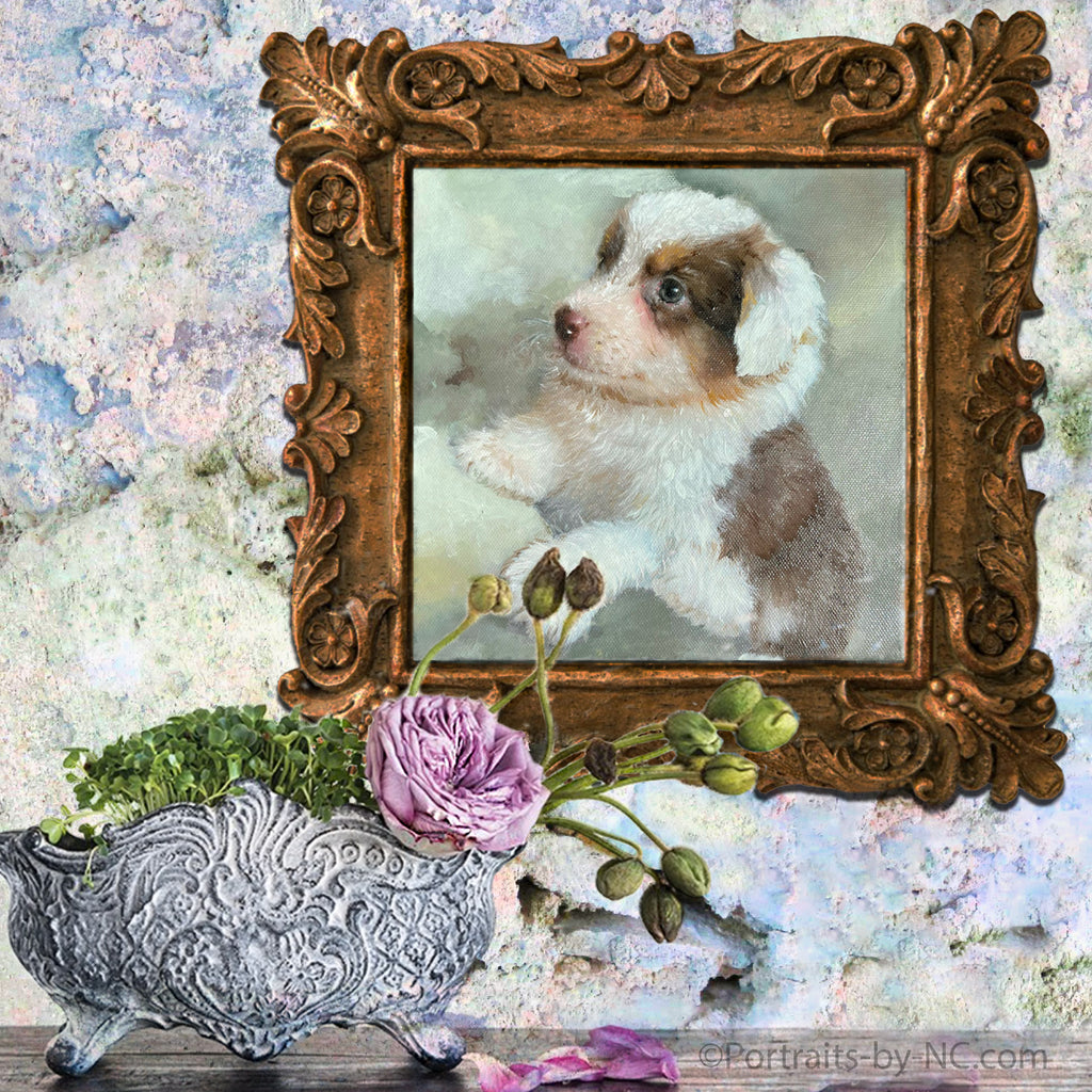 Australian Shepherd Welpenportrait in situ