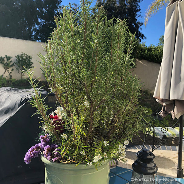 rosemary planted