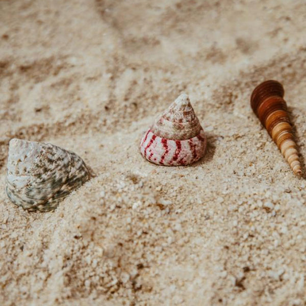 sea shells