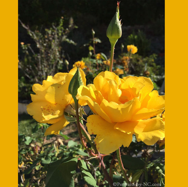 Une rose jaune