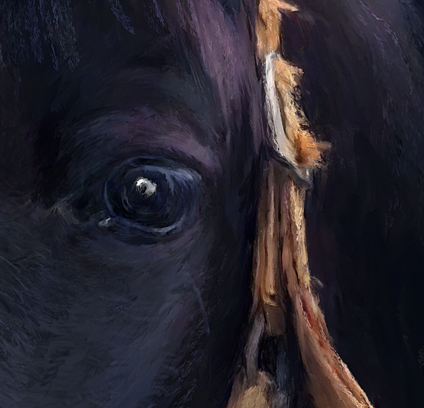 Oeil de cheval du Tennessee Walker