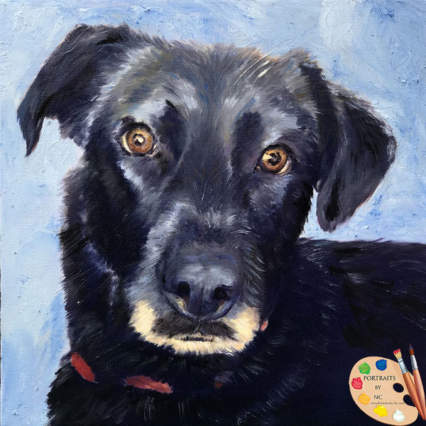 black-labrador-portrait-587