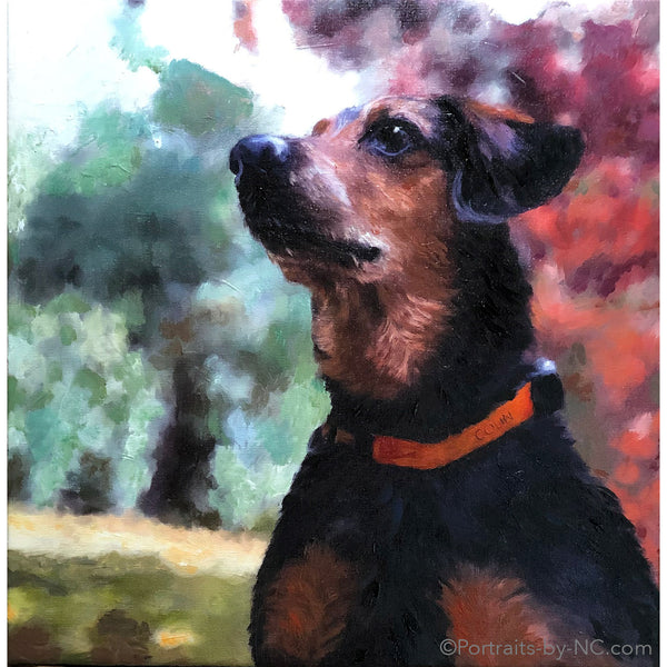 Portrait de chien rat-terrier 686