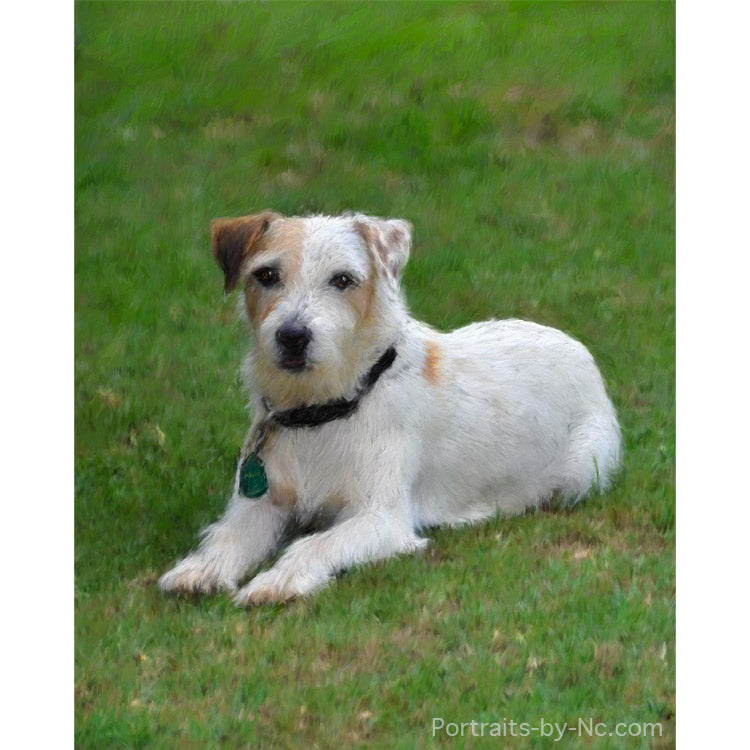 Jack Russel Portrait