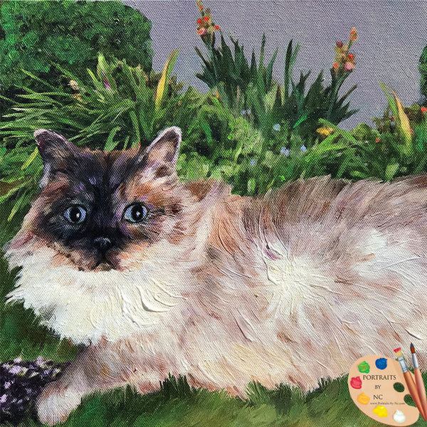 Porträt einer Himalaya-Katze