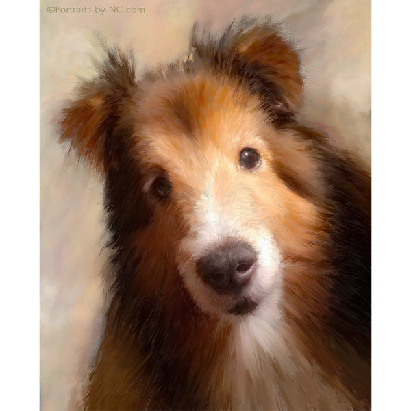 Portrait of a Sheltie