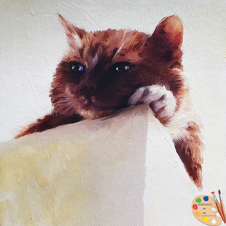 Tabby-Katze-Porträt