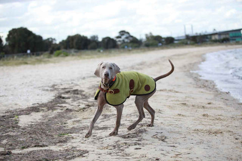 Captain the Weimaraner