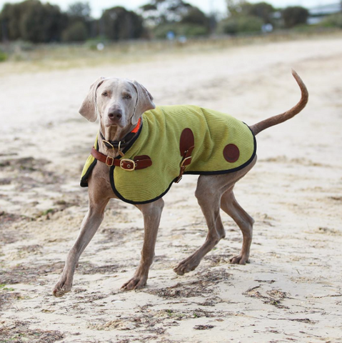 Captain Weimaraner - Owen & Edwin - London Blazer - Beach - Dog Jacket  - Dog Coat - Vizsla