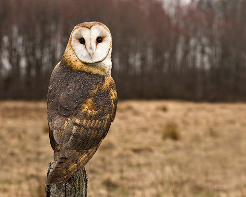beautiful barn owl on field post