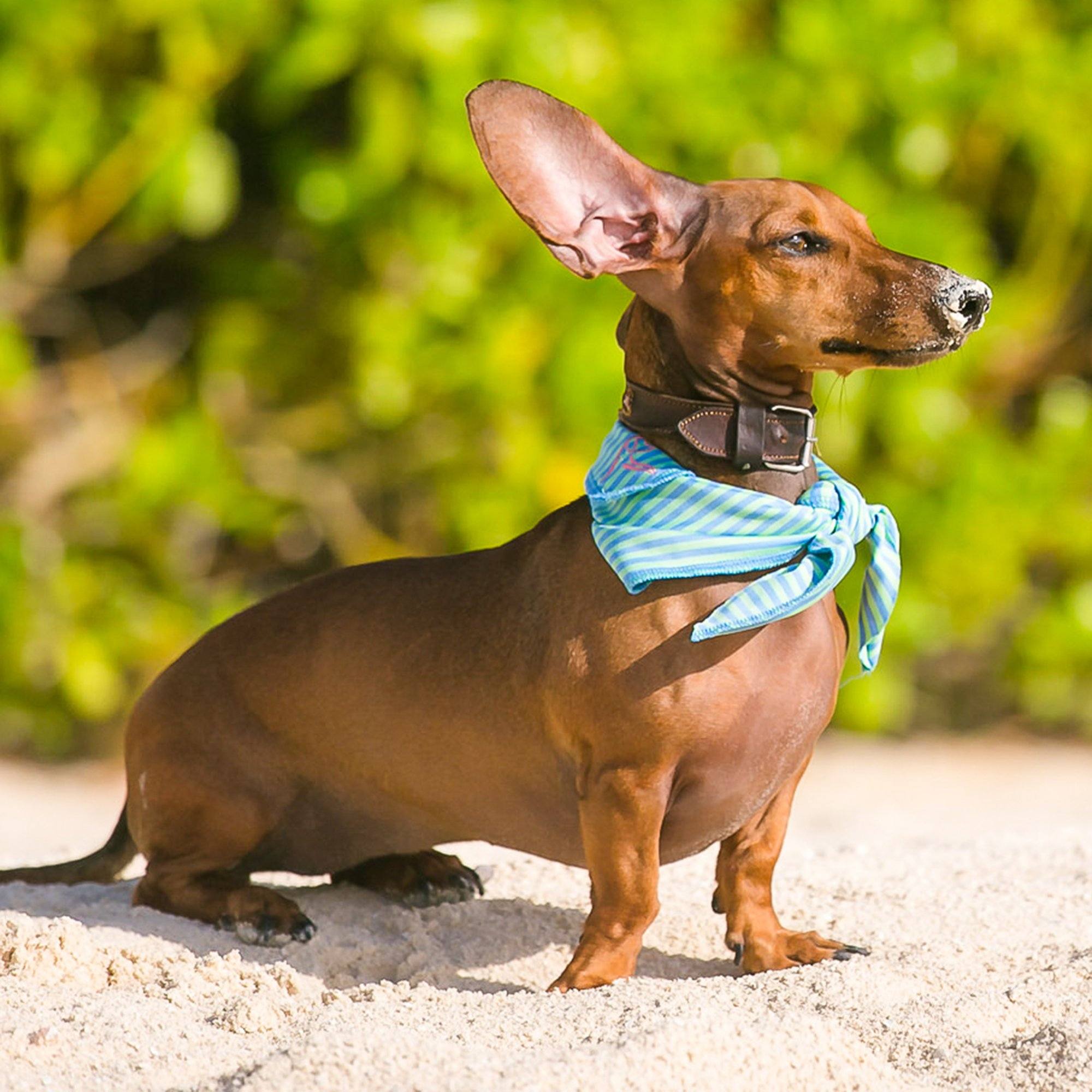 The Fairway Boy Bandana