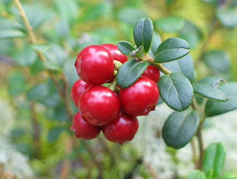 lingonberry in the wild
