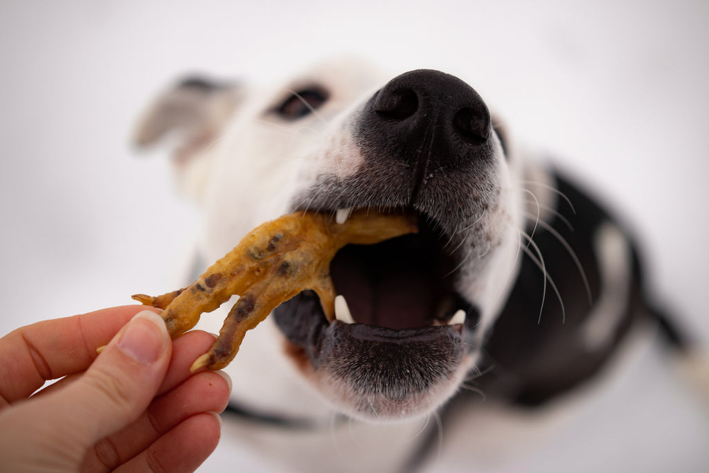 can dogs eat dehydrated chicken necks