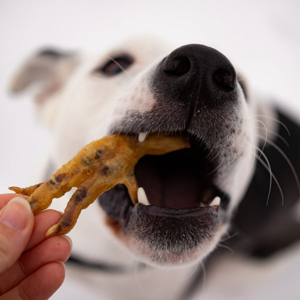 are cooked chicken necks safe for dogs