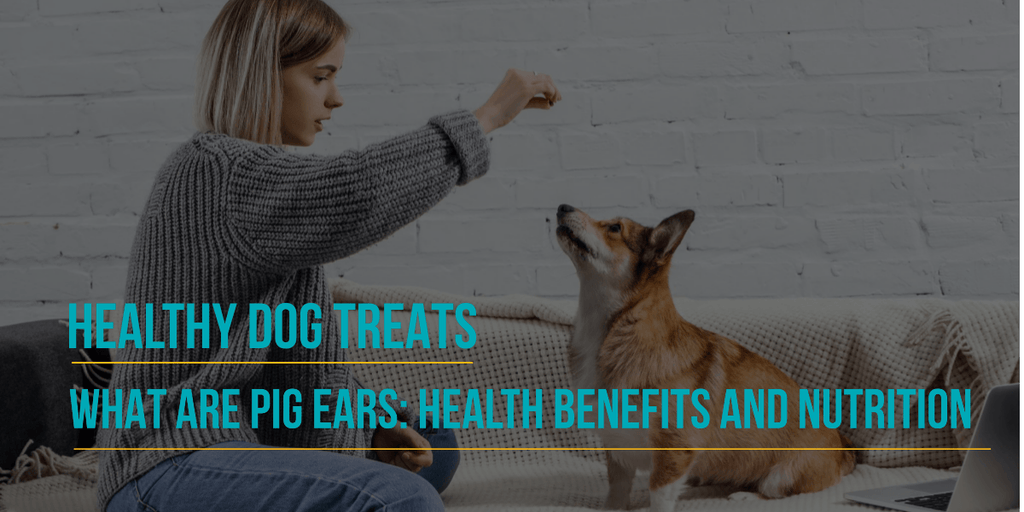 are pigs ears bad for dogs