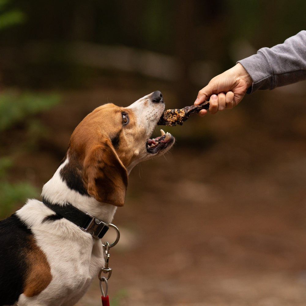 ohio permit needed for selling dog treats