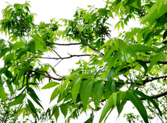 Image of young pecan leaves and nutlets