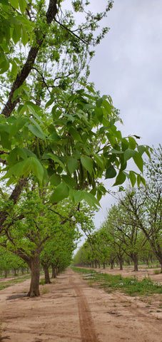 pecan leaves