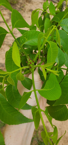 pecan flower