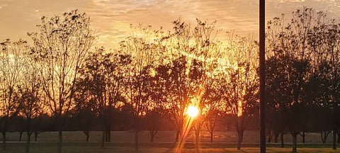 sunset in the orchard