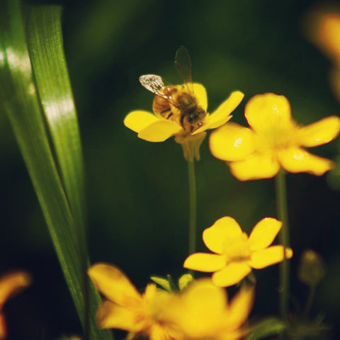 bee on yellow flower in orchard