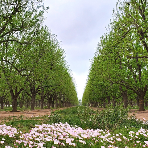 orchard in the spring