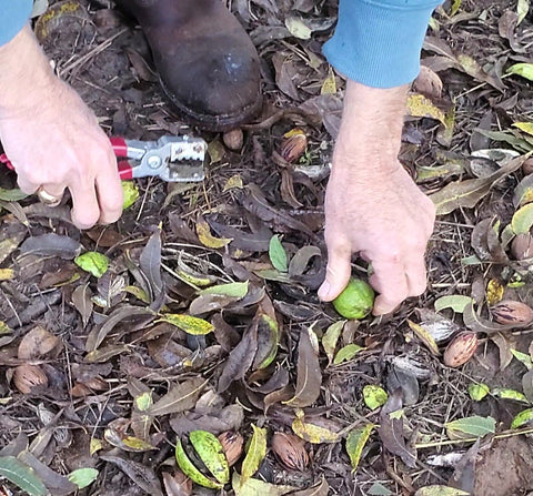 pecans and shucks on the ground
