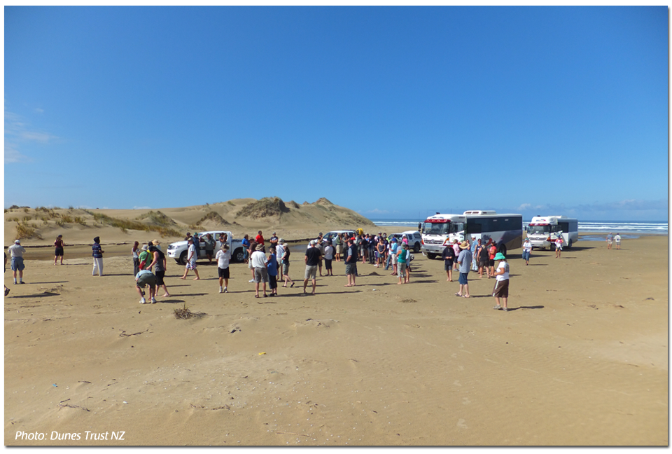 Dunes Restoration