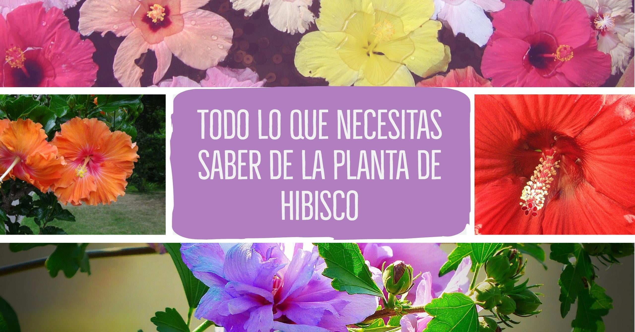 Flor de Hibisco: Todo lo Que Necesitas Saber