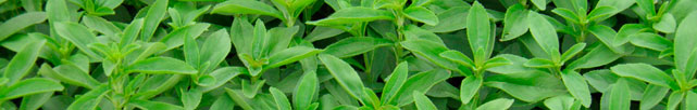 stevia natural, como se usa la stevia natural