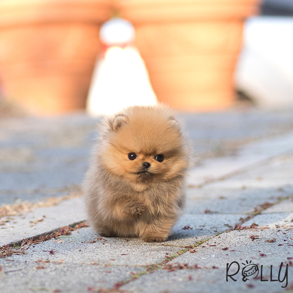 rolly teacup puppies cost