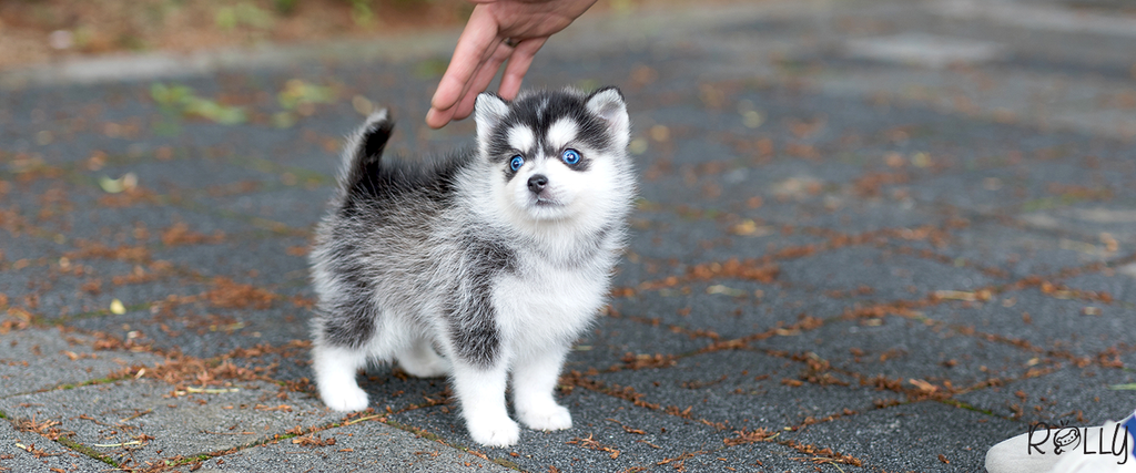 rolly tea puppies