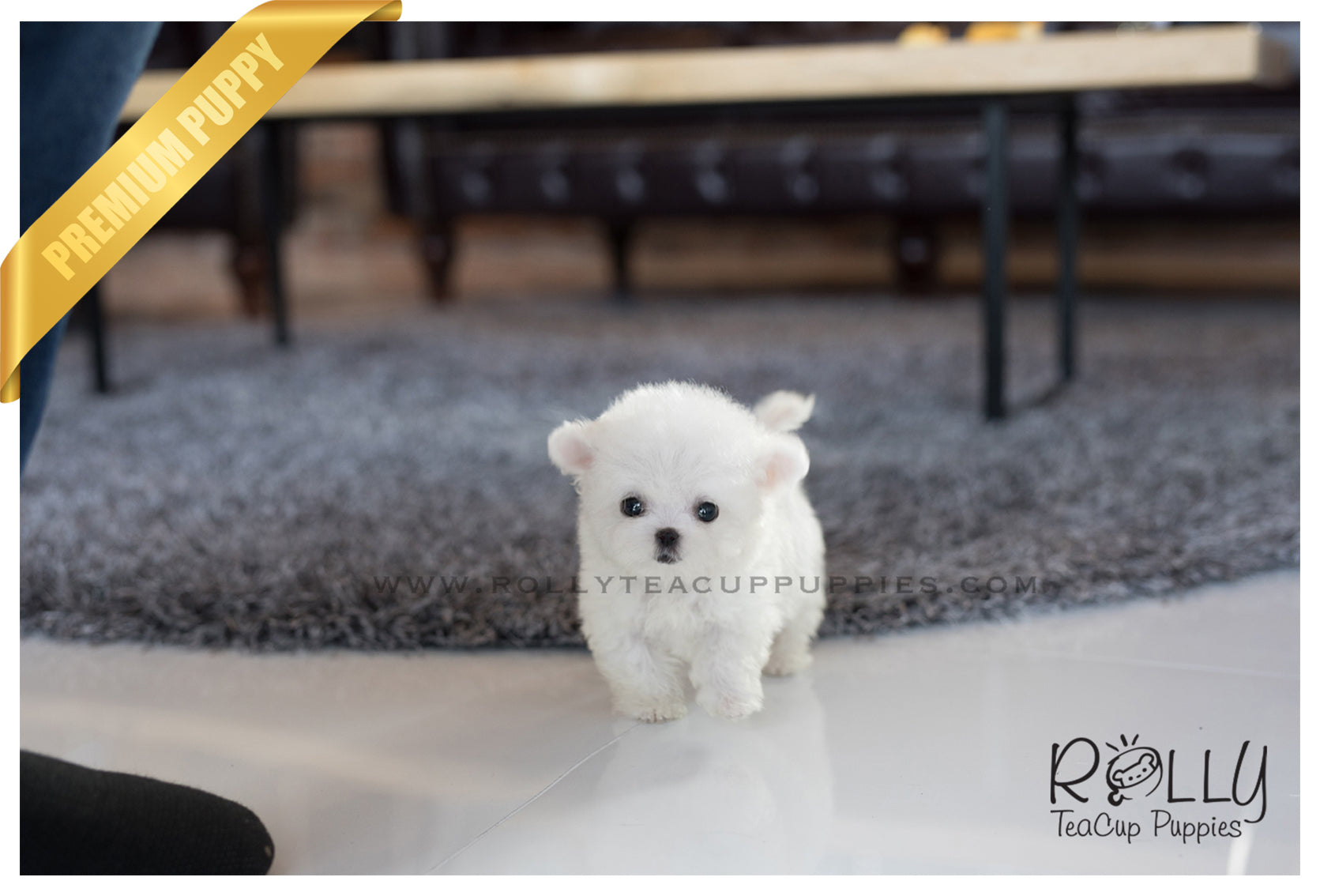 (Sold to Fernandez) Kenya - Bichon. F- Rolly Teacup Puppies