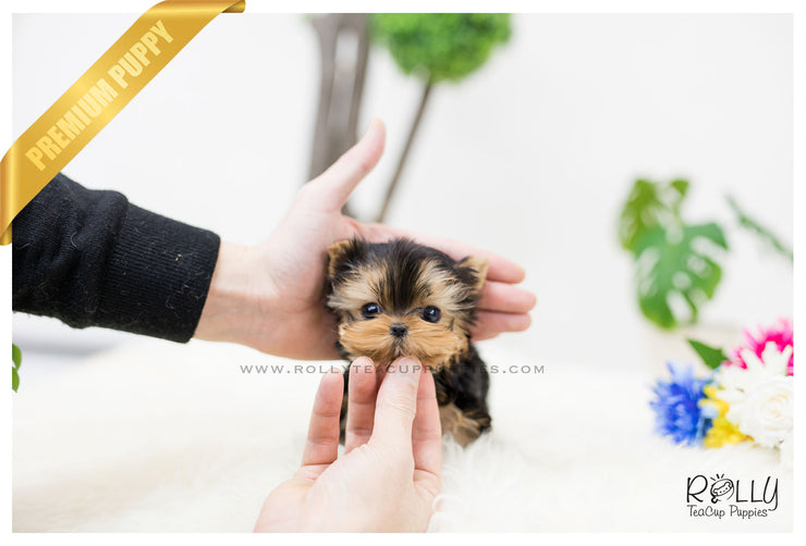 Rolly Teacup Puppies (SOLD to Tilelli) Claire - Yorkshire Terrier. F.