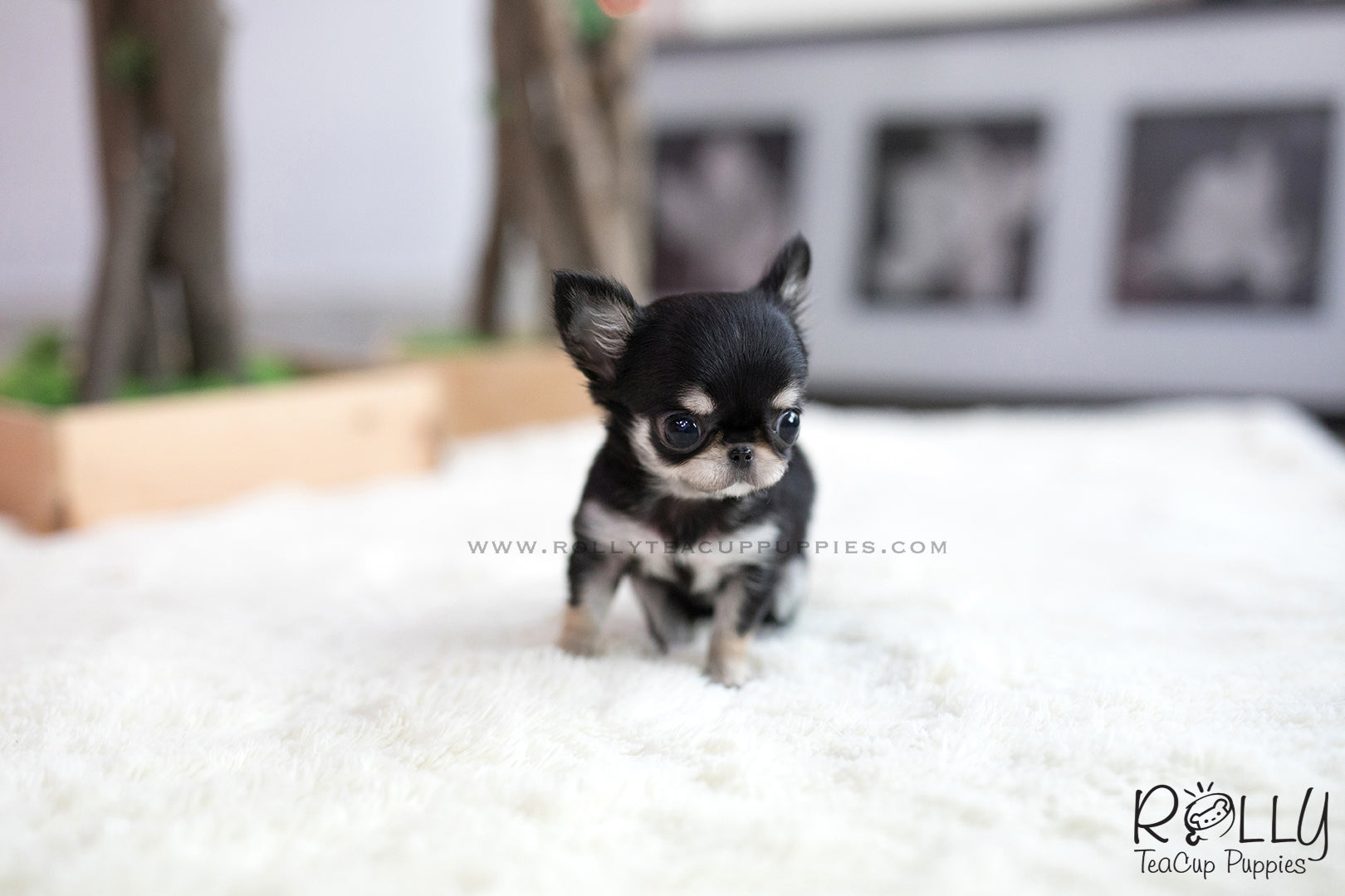 Cute Chihuahua Teacup Puppies
