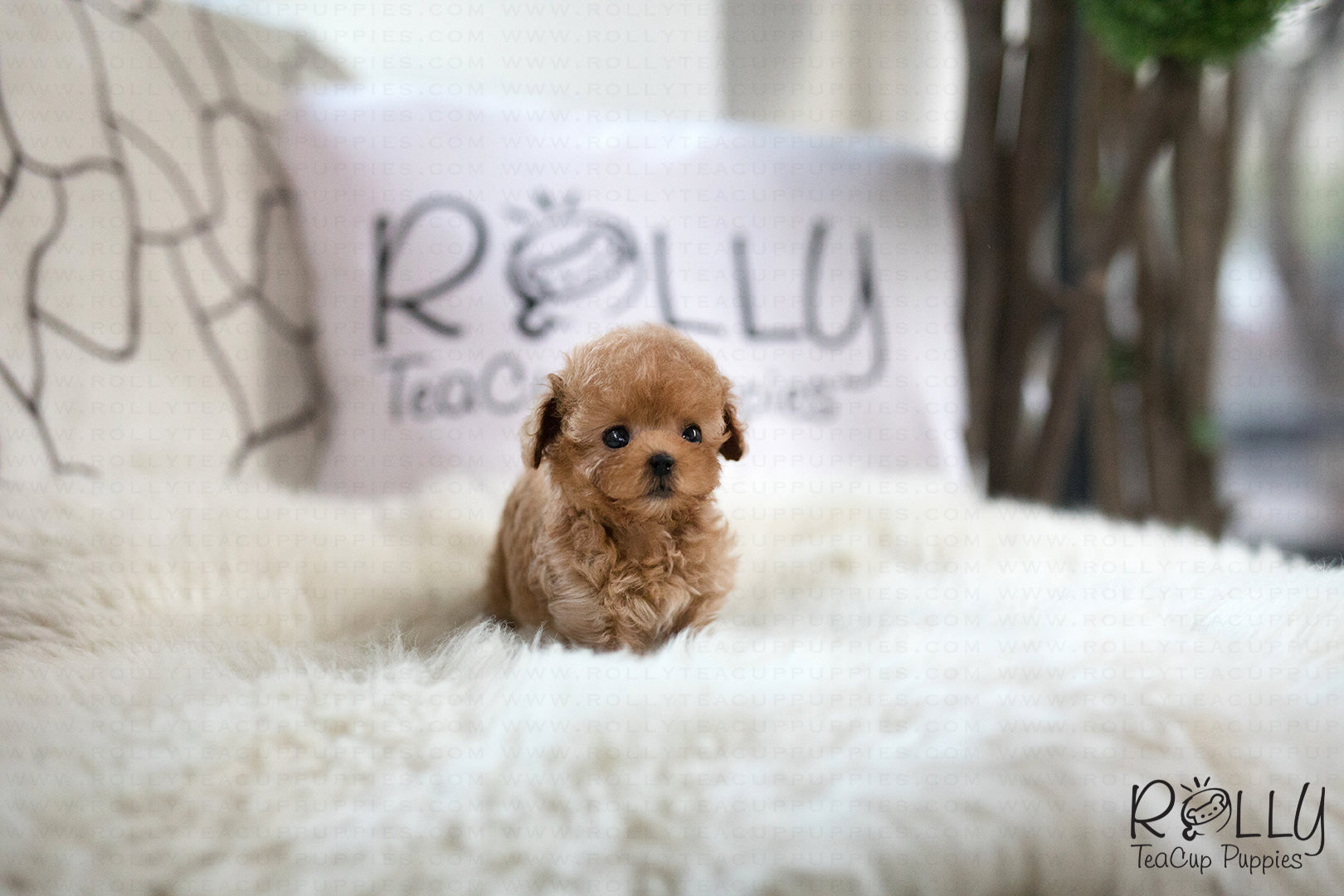 (SOLD to Mannino) Apple - Poodle. F- Rolly Teacup Puppies