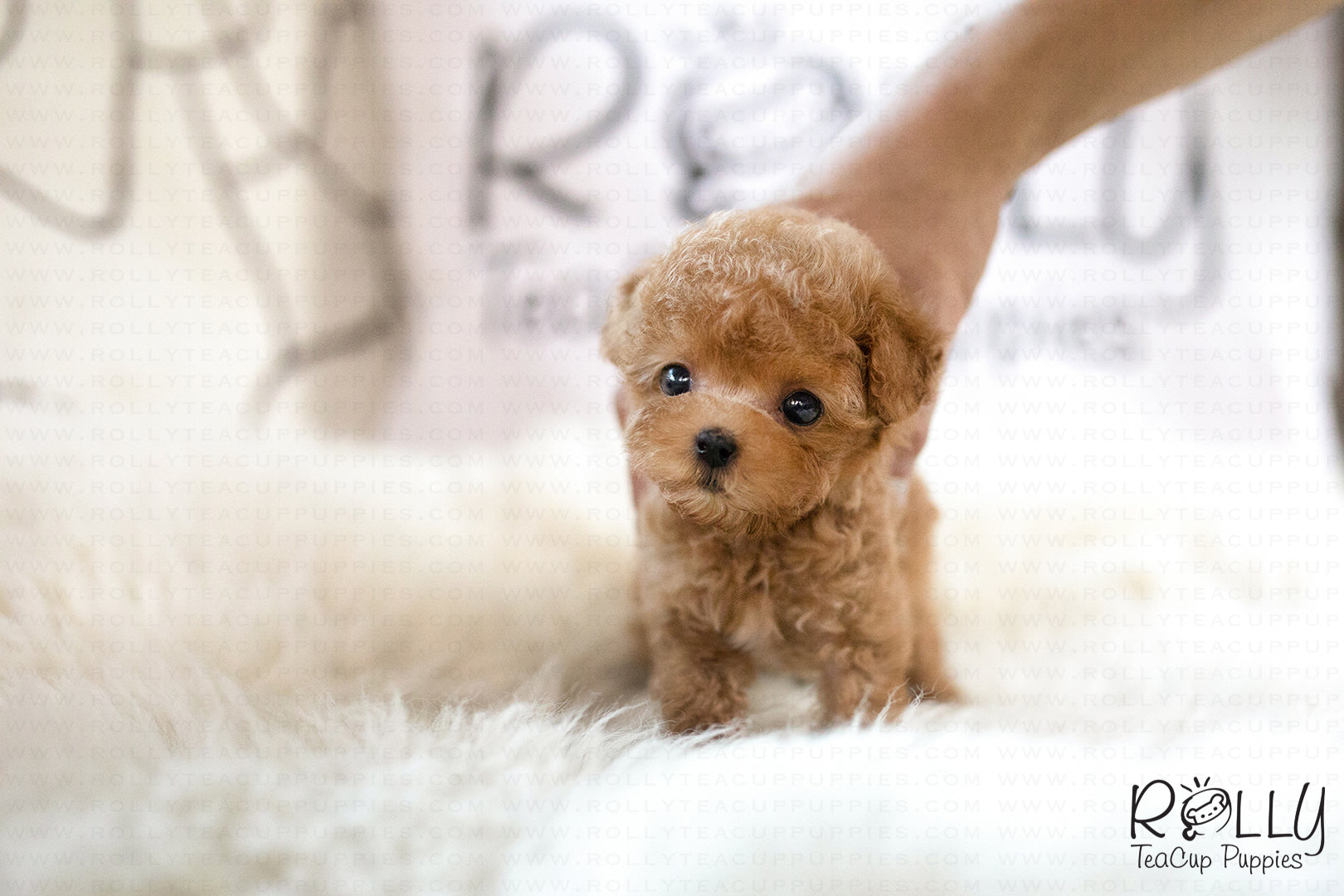 (SOLD to Mannino) Apple - Poodle. F- Rolly Teacup Puppies