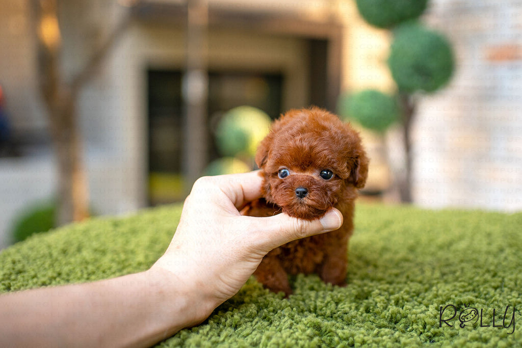 cost of rolly teacup puppies