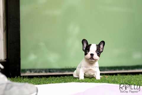 rolly teacup puppies french bulldog