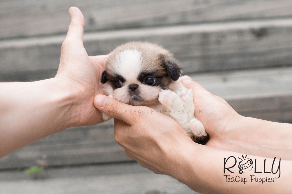 Beau - Pekingese - Rolly Teacup Puppies