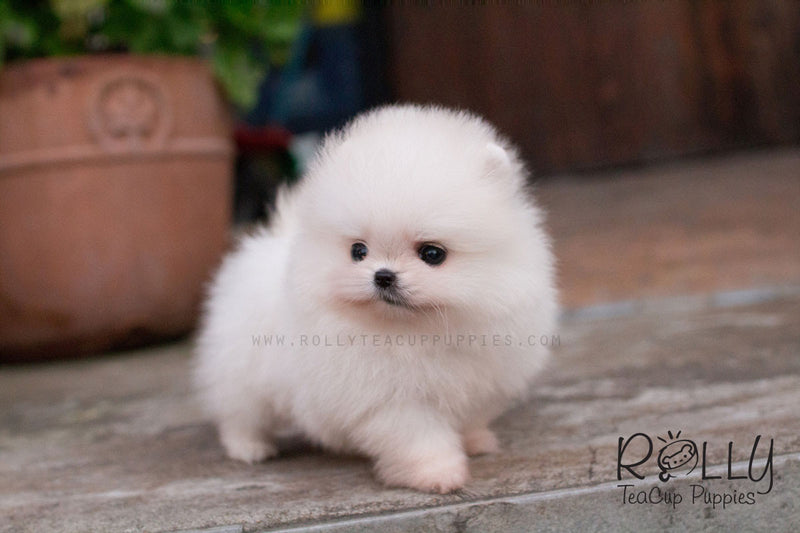 rolly teacup puppies cost