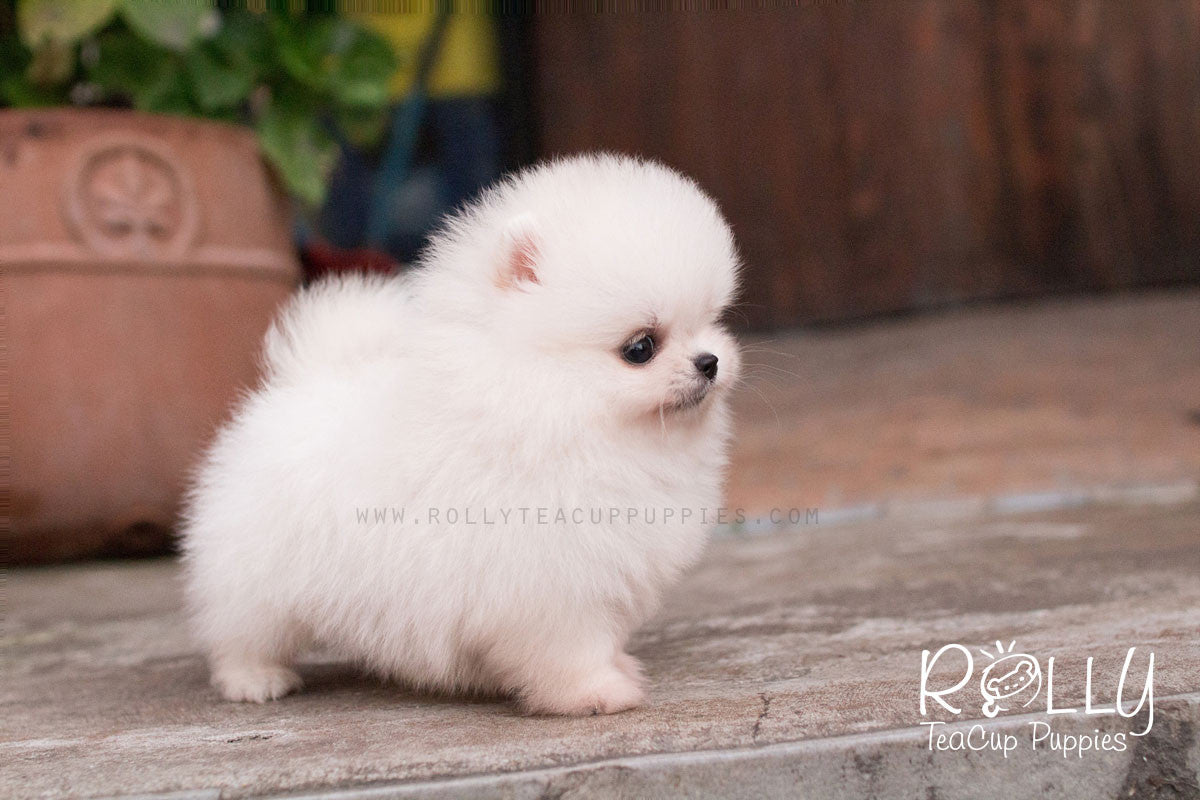 rolly teacup puppies