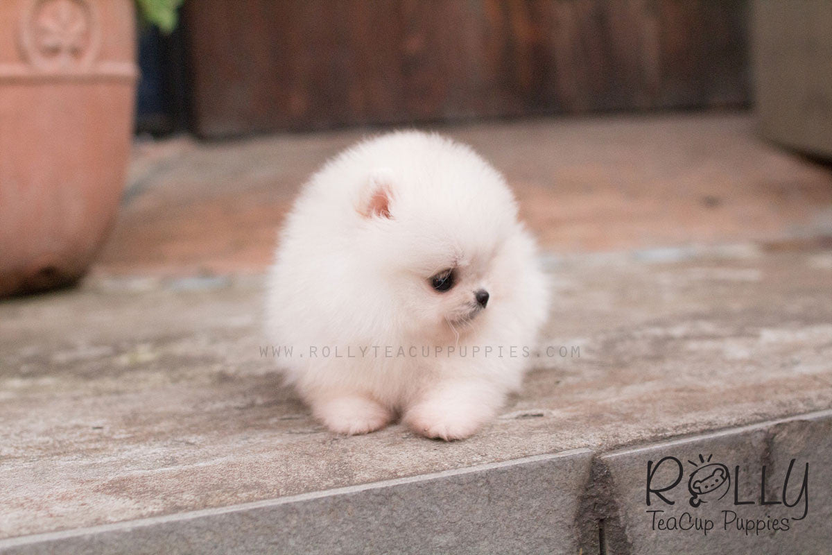 cost of rolly teacup puppies