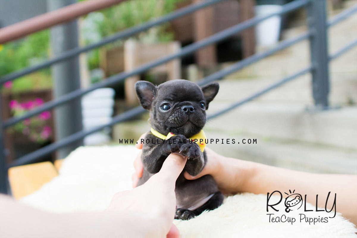 teacup frenchie dog