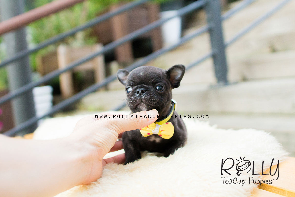 rolly teacup puppies french bulldog