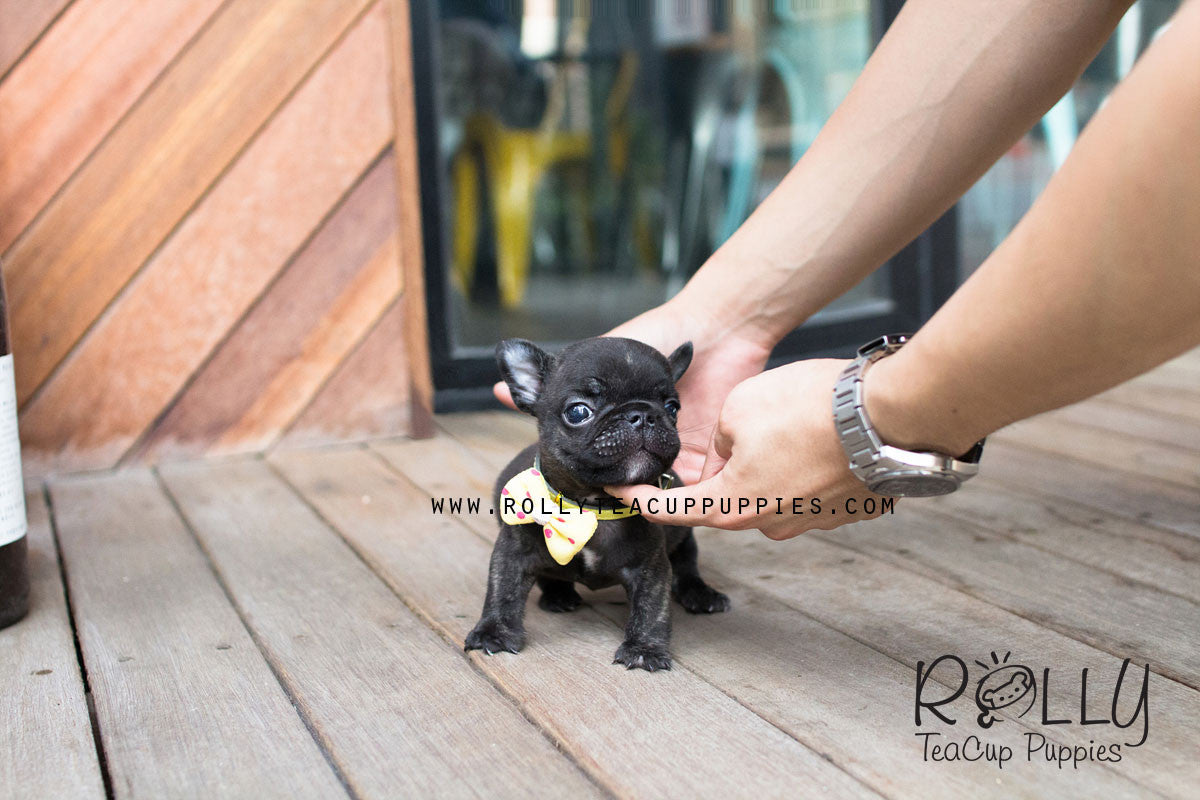 rolly teacup puppies french bulldog