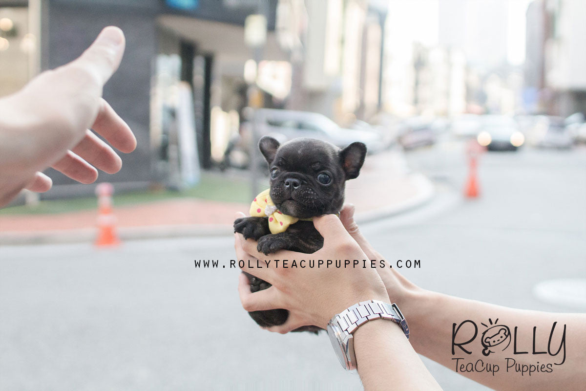 rolly teacup puppies french bulldog