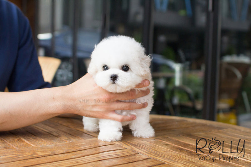 teacup puppies near me