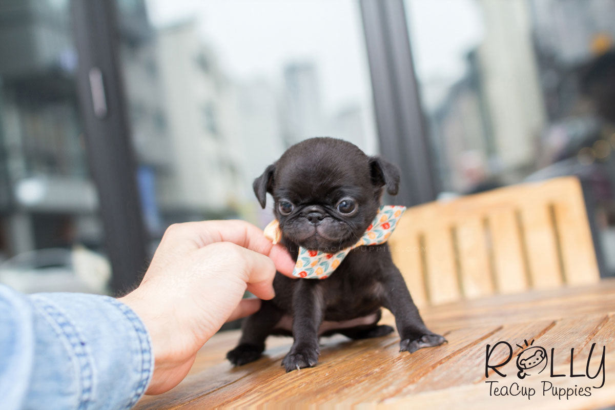 Candy - Pug | Rolly Teacup Puppies